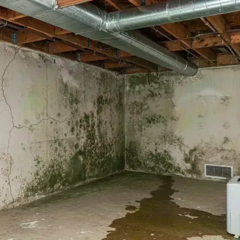 Professional Mold Removal in Monroe County, FL